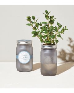 Mint Grow Jar