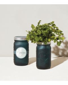 Cilantro Grow Jar