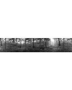Richard Malogorski - "Dysart Woods, OH" Photograph