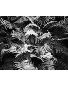 Richard Malogorski - "Ferns, Great Smokey Mountains National Park" Photograph
