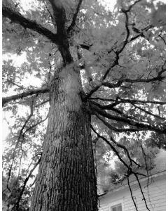 Richard Malogorski - "White Oak Near Maud, MO" Photograph