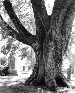 Richard Malogorski - "Oak Tree Near Mt. Moriah, MO" Photograph
