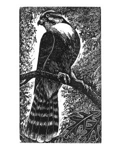 Sylvia Pixley - "Falcon #1" Woodcut