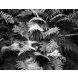 Richard Malogorski - "Ferns, Great Smokey Mountains National Park" Photograph