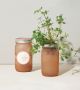 Parsley Grow Jar